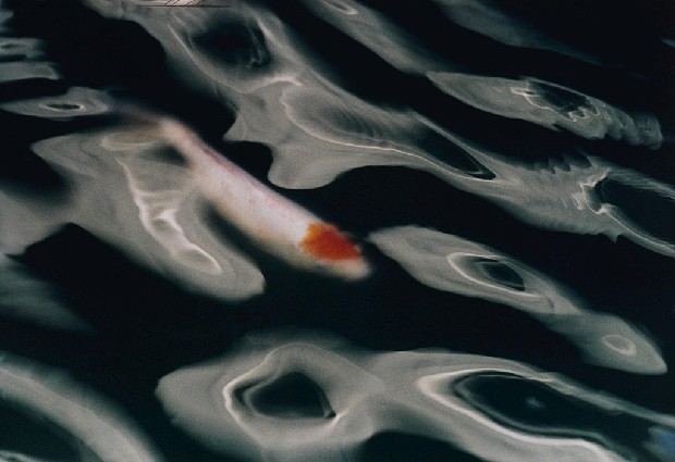 藏品:波光鯉影的(1)張圖片