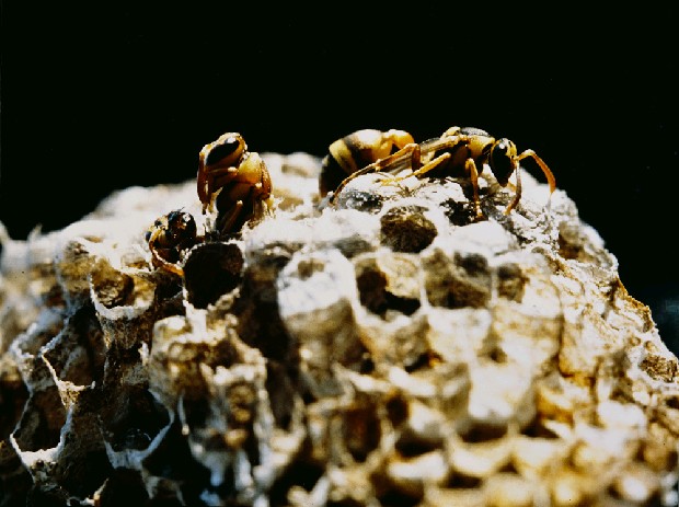 蜂的羽化的焦點圖