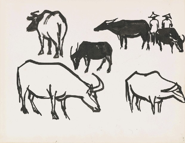 牛的焦點圖