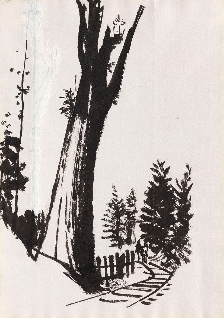 阿里山神木的焦點圖