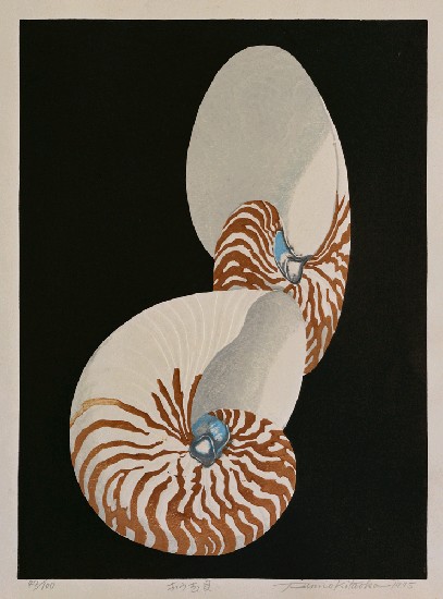 藏品:鸚鵡螺的(1)張圖片