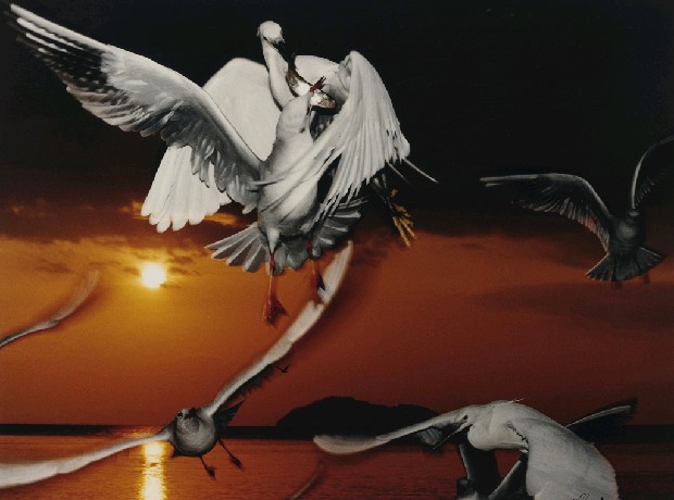 藏品:白鷺與海鷗的(1)張圖片