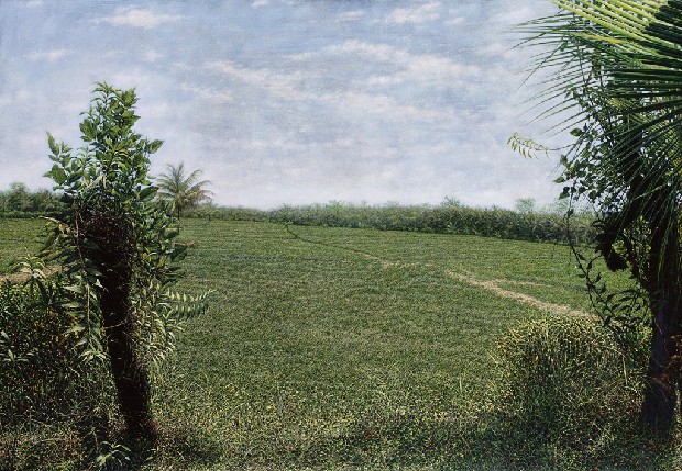 椰風(水稻田系列之24)的焦點圖