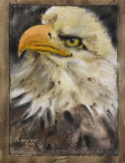 美國國鷹-白頭鷹的焦點圖