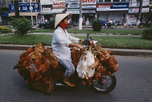 藏品:Bikes of Burden-Chicken and Ducks的(1)張圖片