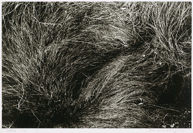 藏品:黑白草系列－10的(1)張圖片