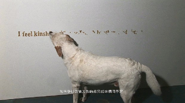 藏品:犬僧系列 – 世界宗教大聯合  的(2)張圖片
