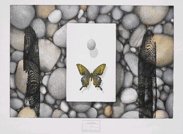 黑燕尾蝶的焦點圖