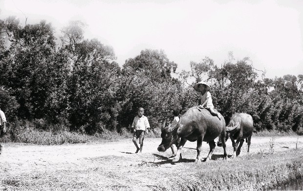 藏品:戰前戰後系列-放牛的小孩(關渡平原)的(1)張圖片