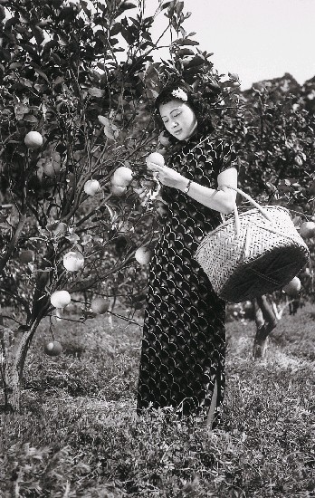 藏品:戰前戰後系列-美女採柑(陽明山)的(1)張圖片