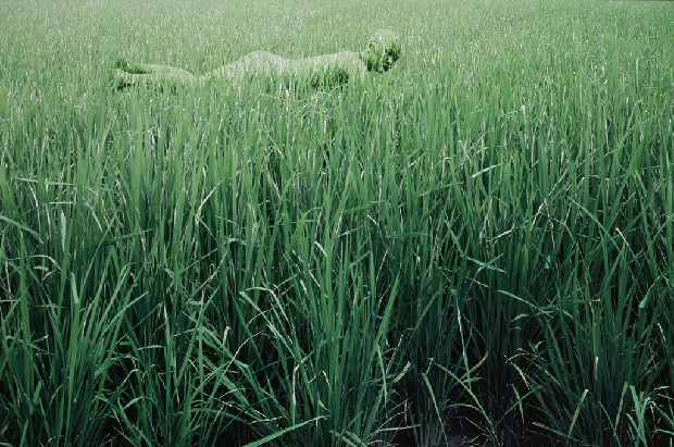 稻田的焦點圖
