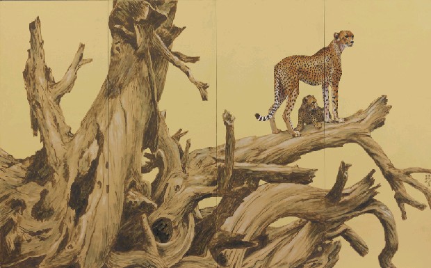 非洲獵豹的焦點圖