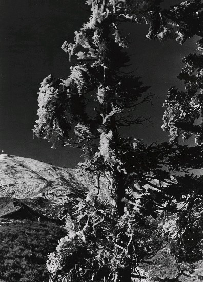 高山古情-合歡主峰的冰樹的焦點圖