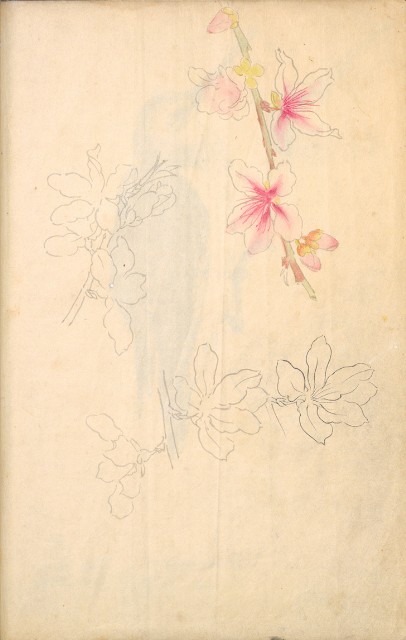 藏品:Flowers and Birds Life Drawing Collection 002的(32)張圖片