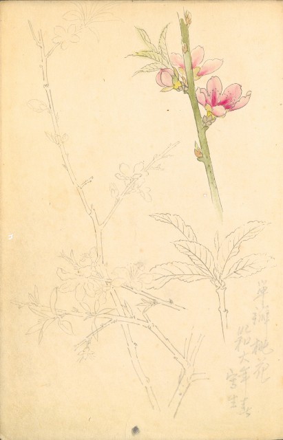 藏品:Flowers and Birds Life Drawing Collection 002的(33)張圖片