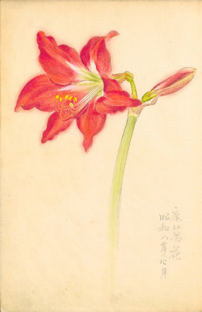 藏品:Flowers and Birds Life Drawing Collection 002的(35)張圖片