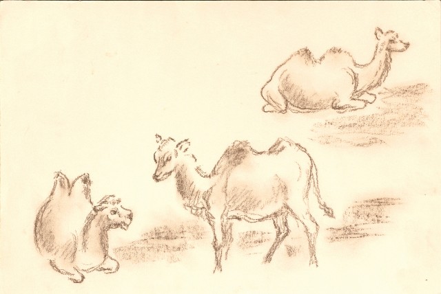 藏品:峨嵋金頂、風景、花、鹿、駱駝等寫生集006A的(9)張圖片