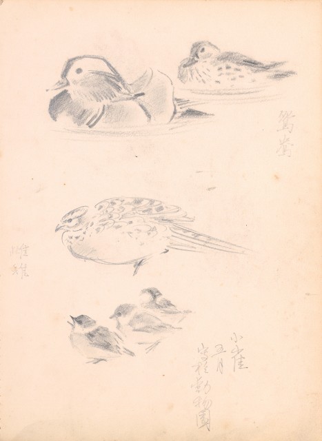 藏品:Flowers, Mandarin Ducks, Tigers, Birds, etc. Life Drawing Collection 008的(10)張圖片