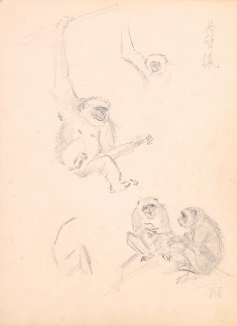 藏品:Flowers, Mandarin Ducks, Tigers, Birds, etc. Life Drawing Collection 008的(16)張圖片