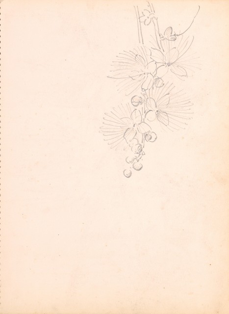藏品:花、鴛鴦、虎、鳥等寫生集008的(18)張圖片