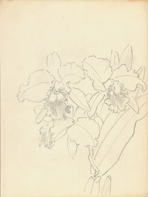 藏品:Flowers, Birds, Cats, Deer, Cattle, Ducks, Paintings, Bitous Cape Landscapes, etc. Life Drawing Collection013的(2)張圖片