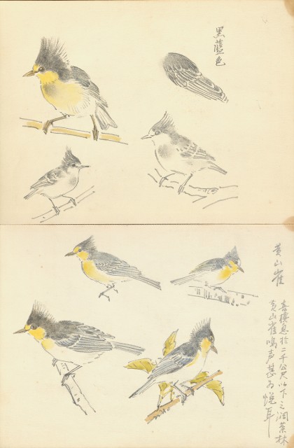 藏品:花、鳥、貓、鹿、牛、鴨、畫像及鼻頭角風景等寫生集013的(12)張圖片