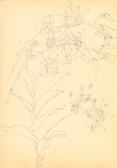 藏品:Flowers and Birds Life Drawing Collection 014的(8)張圖片