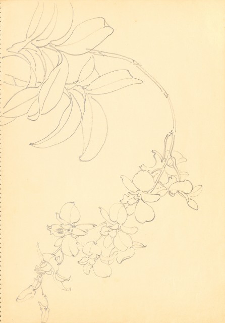 藏品:Flowers and Birds Life Drawing Collection 014的(16)張圖片