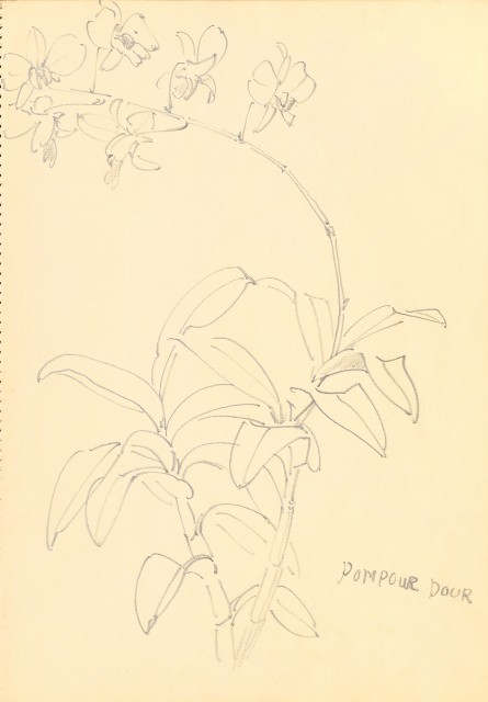 藏品:Flowers and Birds Life Drawing Collection 014的(18)張圖片