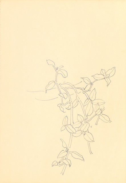 藏品:Flowers and Birds Life Drawing Collection 014的(24)張圖片