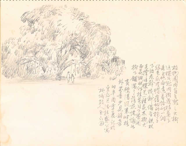 藏品:Tigers, Lions, Flowers, Birds, the Grand Canyon, Boars, Old Tree Trunks 019的(8)張圖片