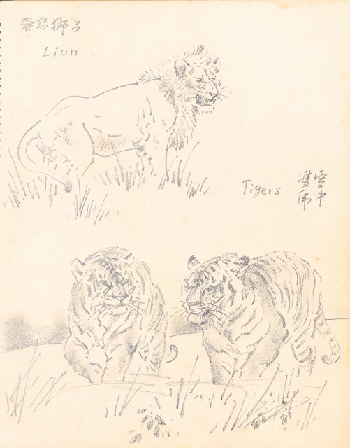 藏品:虎、獅、花、鳥、大峽谷、山豬、老樹幹019的(21)張圖片