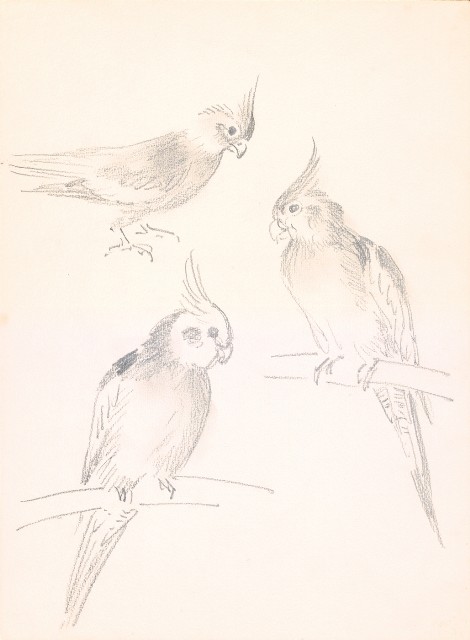 藏品:(1)獅(鉛描);(2)鸚鵡(炭描)的(3)張圖片