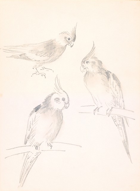 藏品:(1) Lion (Pencil Sketch); (2)Parrots (Charcoal Sketch)的(2)張圖片