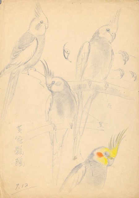 黃冠鸚鵡的焦點圖