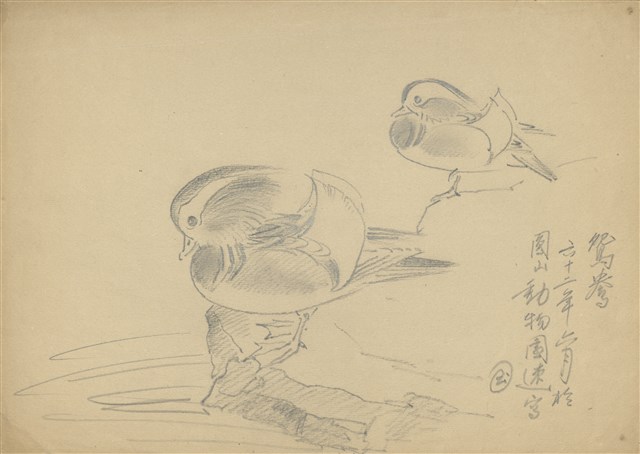 (1)鴛鴦;(2)長嘴鷗的焦點圖