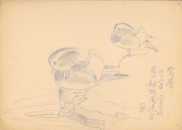 藏品:(1)鴛鴦;(2)長嘴鷗的(3)張圖片