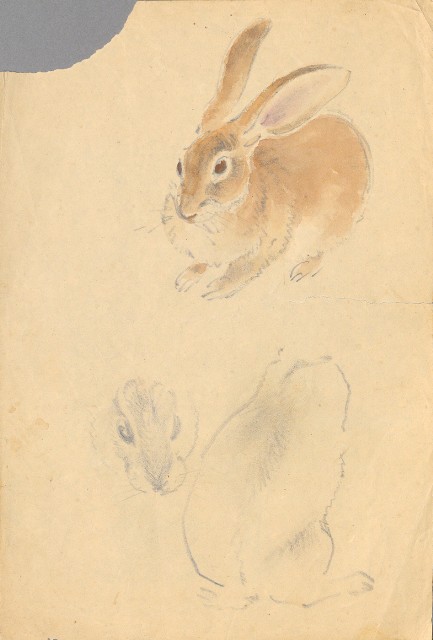 兔的焦點圖