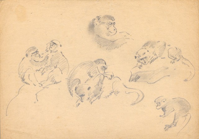 藏品:(1)猴子(各種型態);(2)斑鳩(各種型態)的(2)張圖片