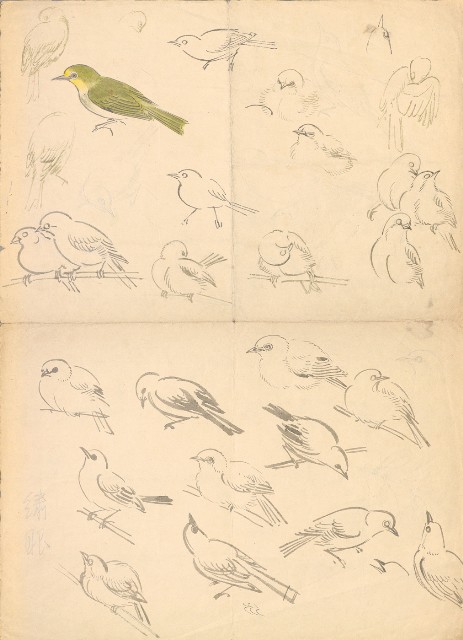 (1)繡眼鳥百態;(2)牡丹的焦點圖
