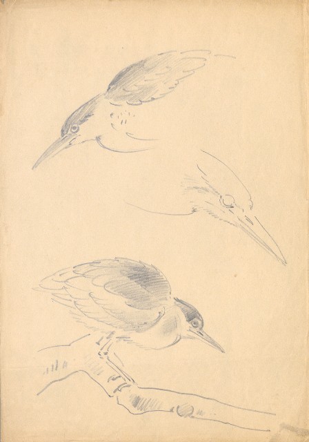 藏品:(1)水鳥夜鷺(搔癢);(2)水鳥夜鷺的(2)張圖片