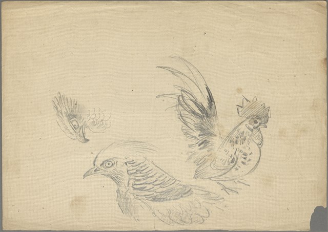 (1)鷹、錦雞及日本矮雞;(2)錦雞的焦點圖