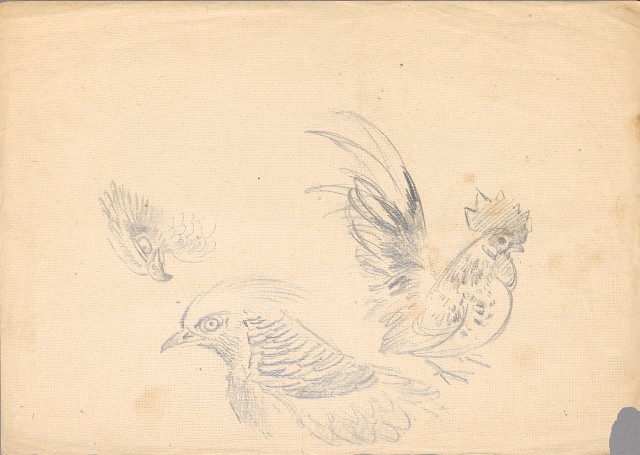 藏品:(1)鷹、錦雞及日本矮雞;(2)錦雞的(3)張圖片