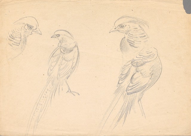 藏品:(1)鷹、錦雞及日本矮雞;(2)錦雞的(1)張圖片