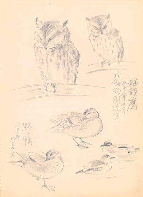(1)貓頭鷹及野鴨;(2)蒼鶴的焦點圖