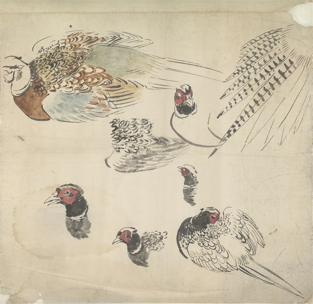 (1)雉雞；(2)雉雞的焦點圖