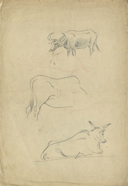 (1)黃牛、水牛；(2)雉雞的焦點圖