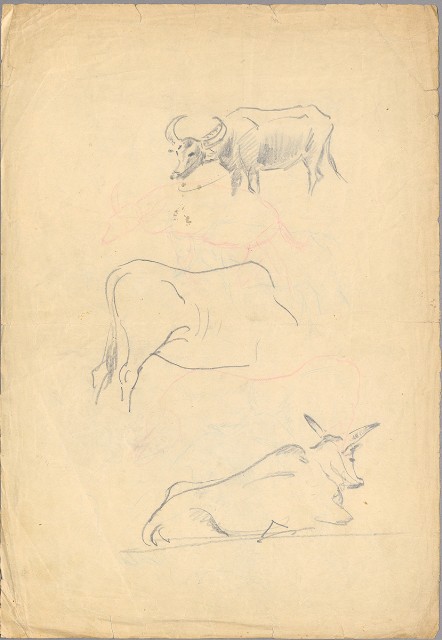 藏品:(1)黃牛、水牛；(2)雉雞的(2)張圖片