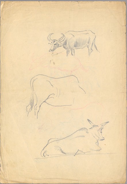 藏品:(1) Cattle, Buffalo; (2) Pheasant的(3)張圖片