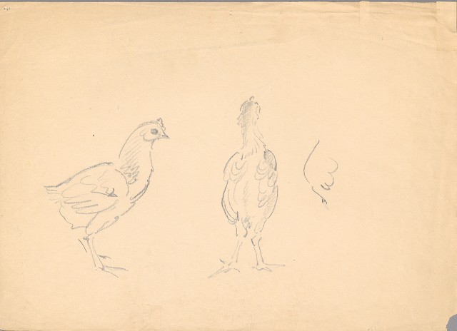 藏品:(1)雉群；(2)雞的(3)張圖片